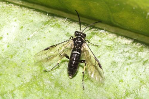 Macrophya sp.